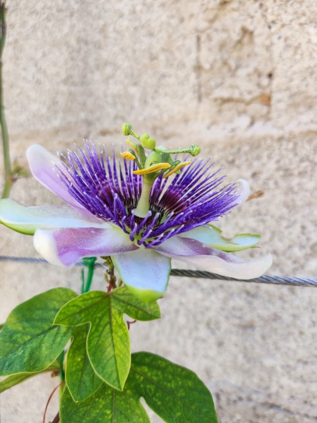 Passiflora x belotii 'Impératrice Eugénie' 29_mai14