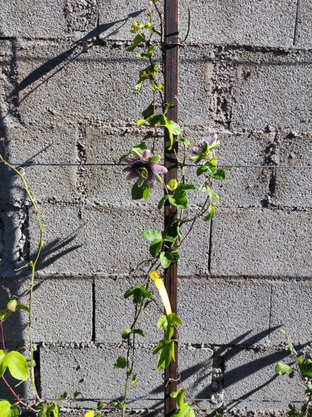 Passiflora x belotii 'Impératrice Eugénie' 2_fleu10