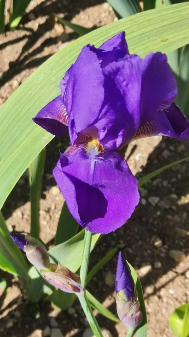 Iris violet ancien  2_mai_14