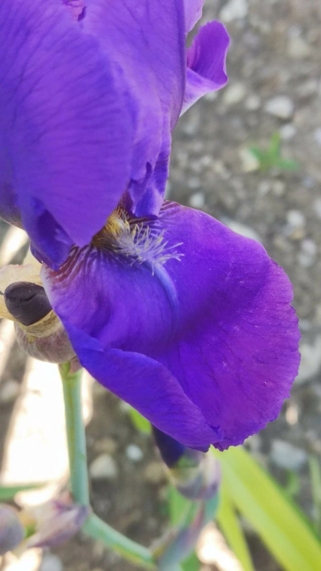Iris violet ancien  2_mai_18
