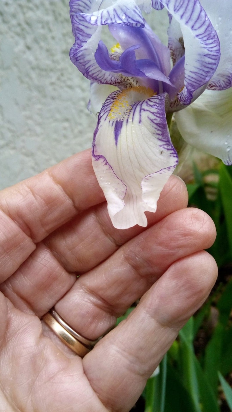 Iris blanc veiné de mauve 30_avr13