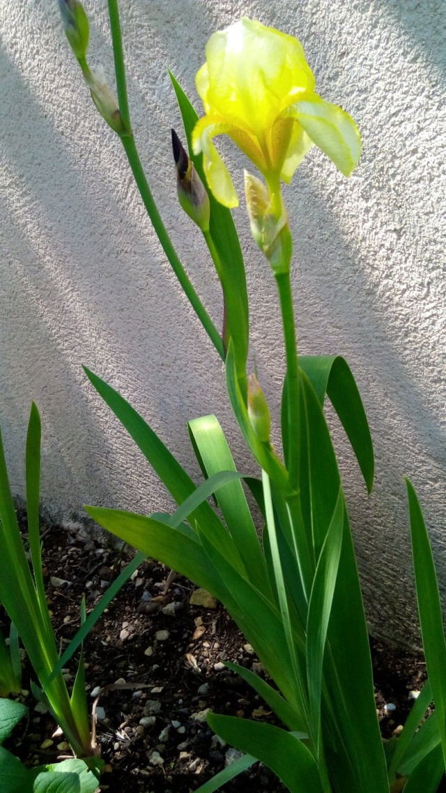 iris jaune cherche nom 318