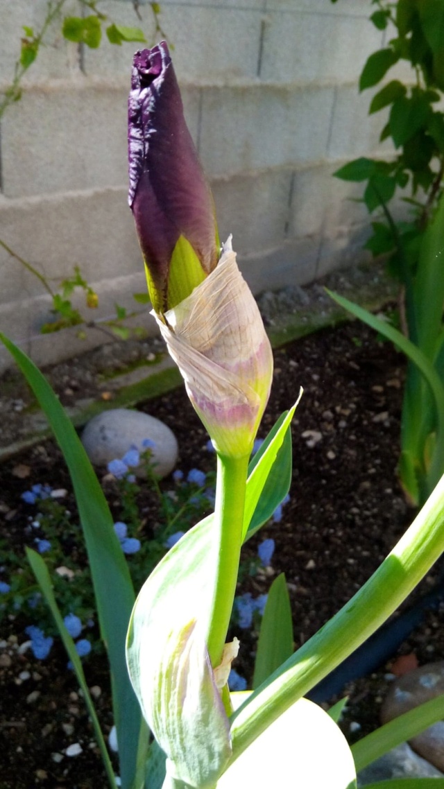 Iris ' Melanie ' de France [identification] Hillson 1941 334