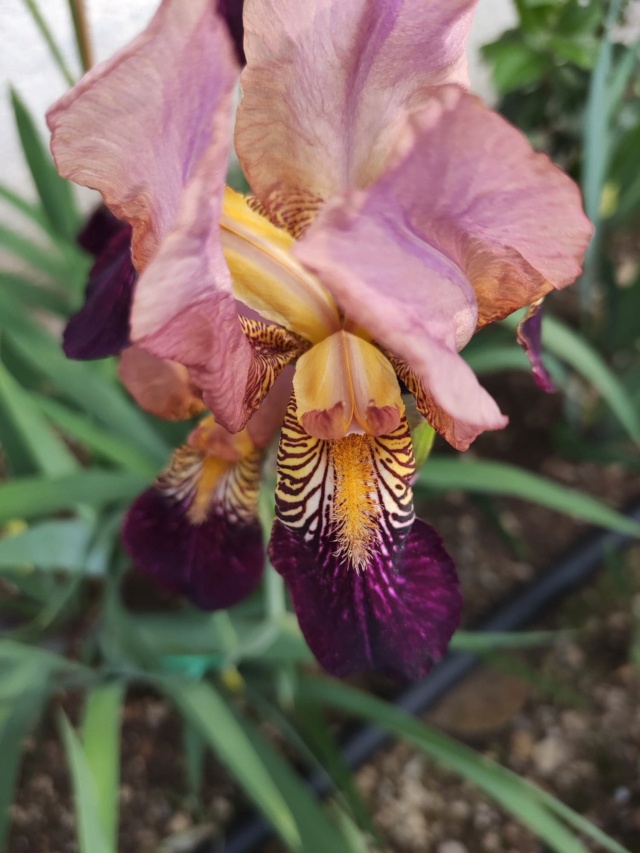 Iris couleur  bordeaux 343