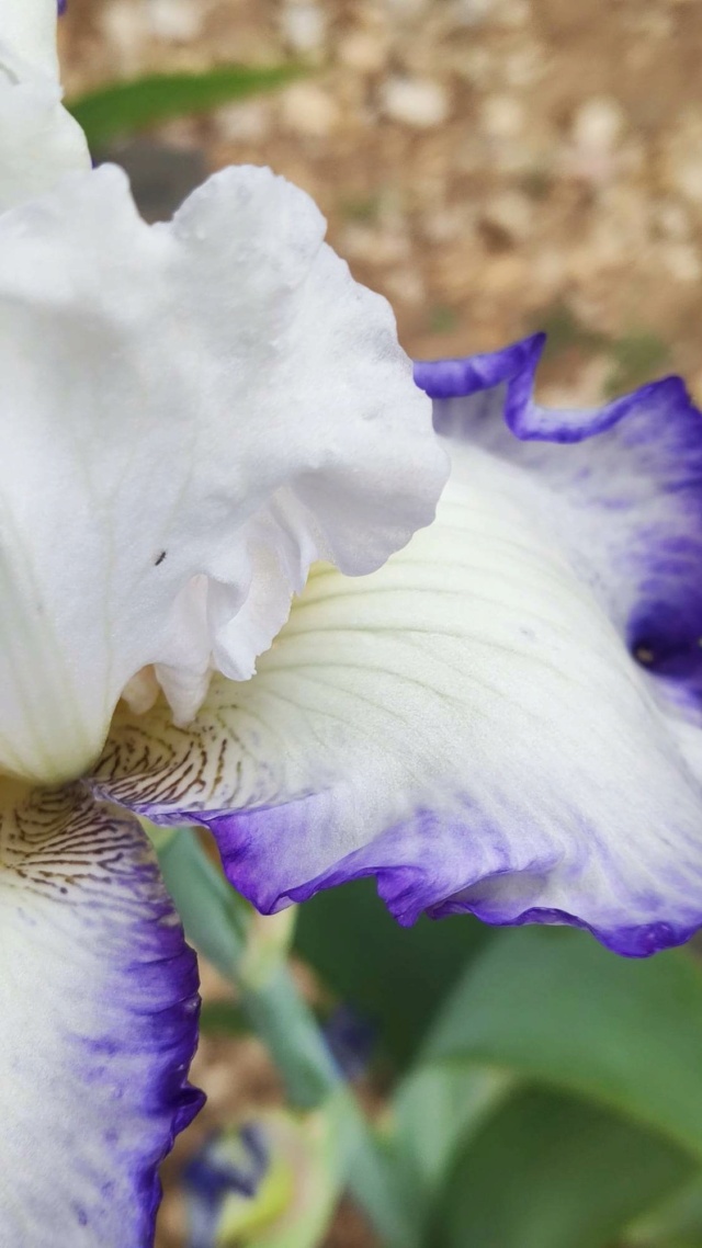 Iris 'Queen's Circle [Identification]Iris blanc bordure lavande prononcée 34303110