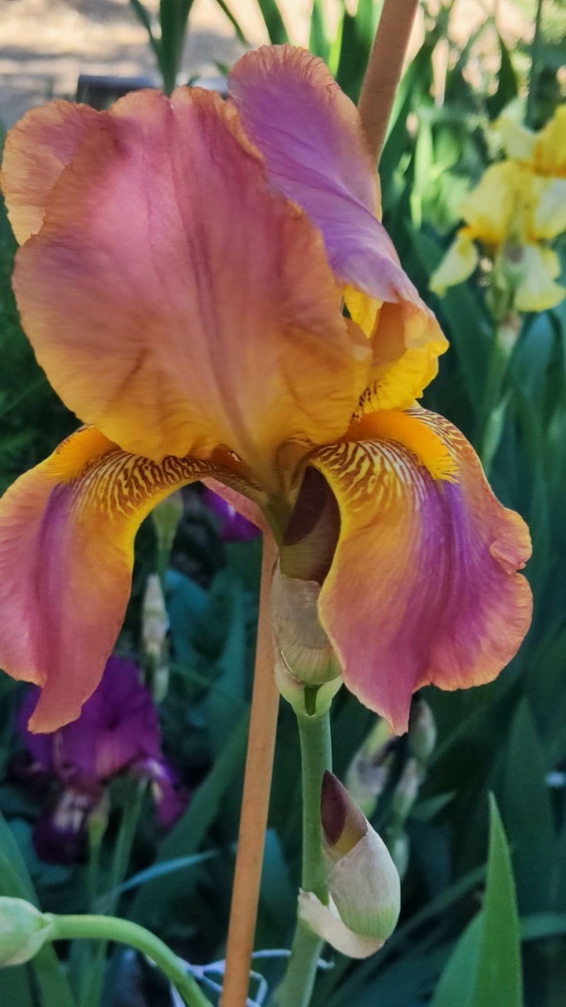 Iris 'Three Oaks' [identification] 34320810