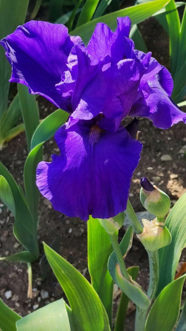 iris bleu profond forme éventail   34325410