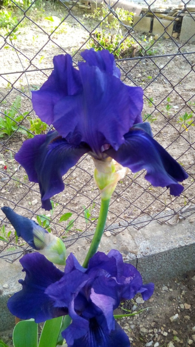 Iris 'Royal Heritage ' [identification ] foncé violet/bleu nuit 3_mai_16