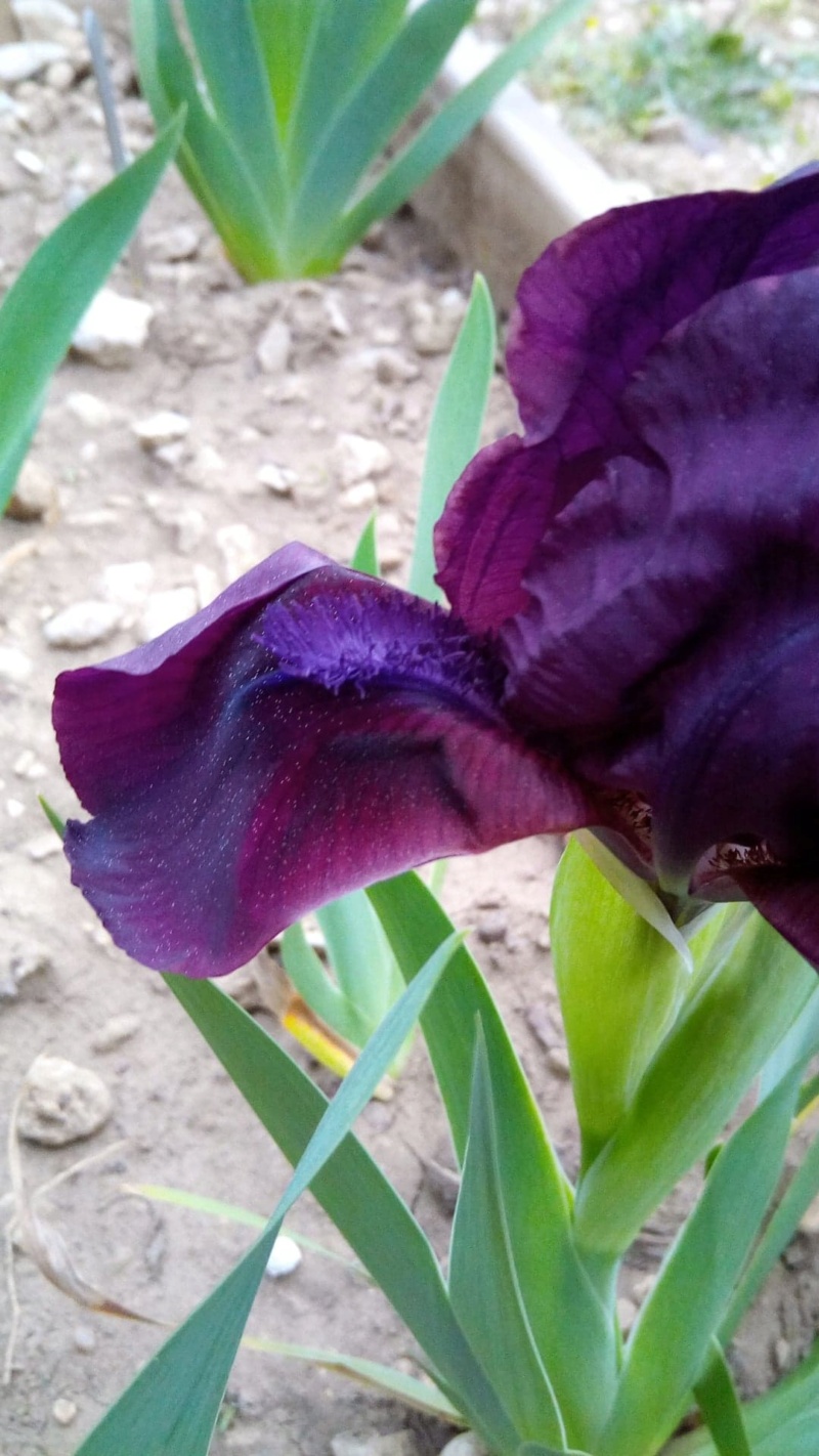 Iris 'Cherry Garden' [identification] France 422