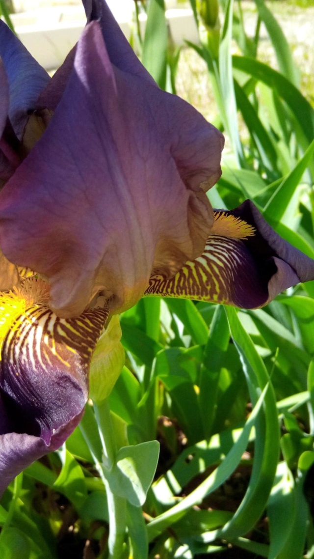 Iris bitone violet 1 - Flora [id. en cours] 431