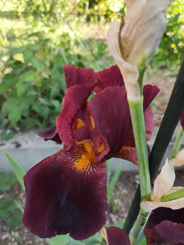 Iris 'Caliente' [identification ] de France 437