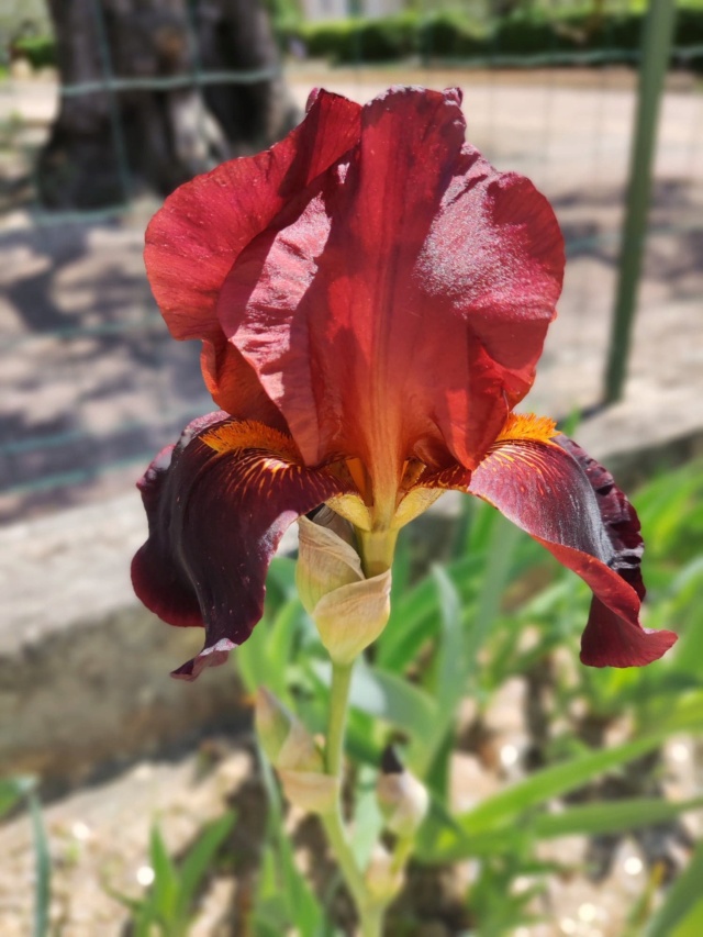 Iris marronné  438