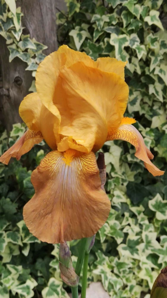 Iris 'Casque d'Or ' [Identification] ancien à identifier 44054711