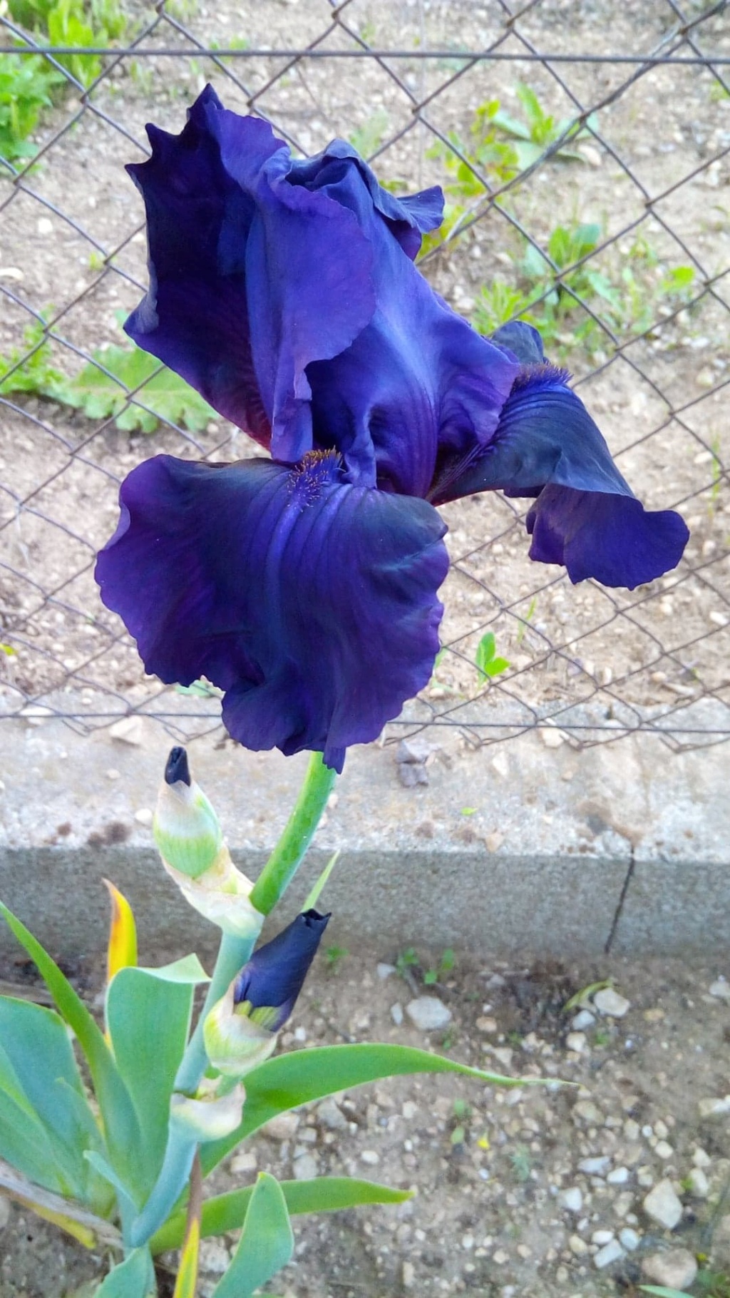 Iris 'Royal Heritage ' [identification ] foncé violet/bleu nuit - Page 2 442