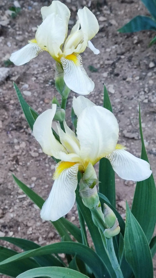Iris jaune : flavescens ou pas ? 554