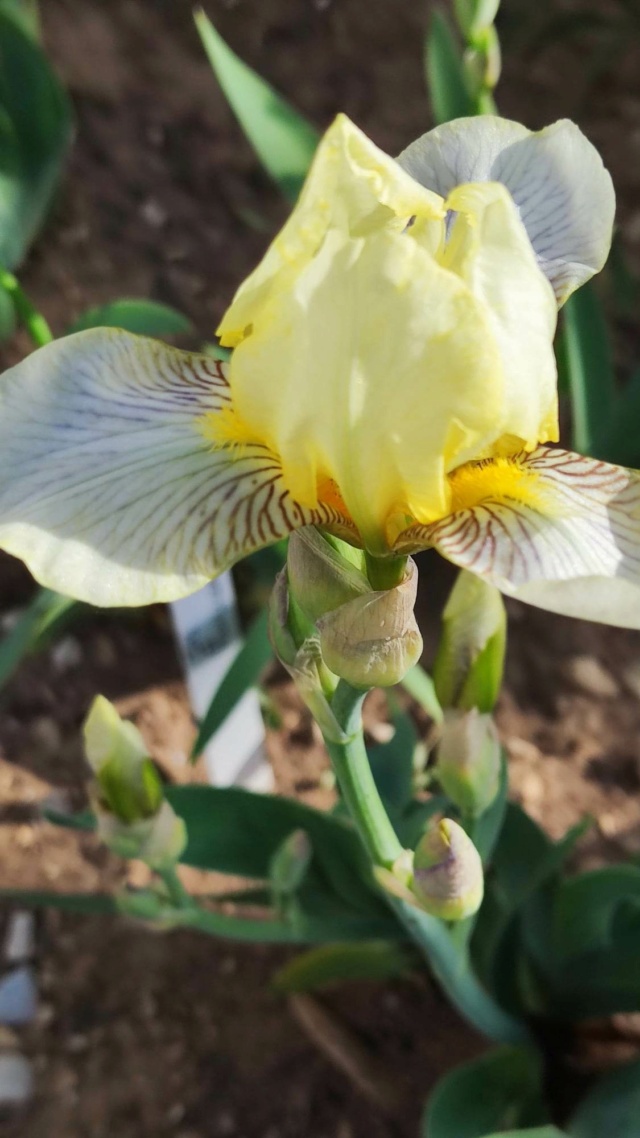 Iris jaune : flavescens ou pas ? 5_mai_10