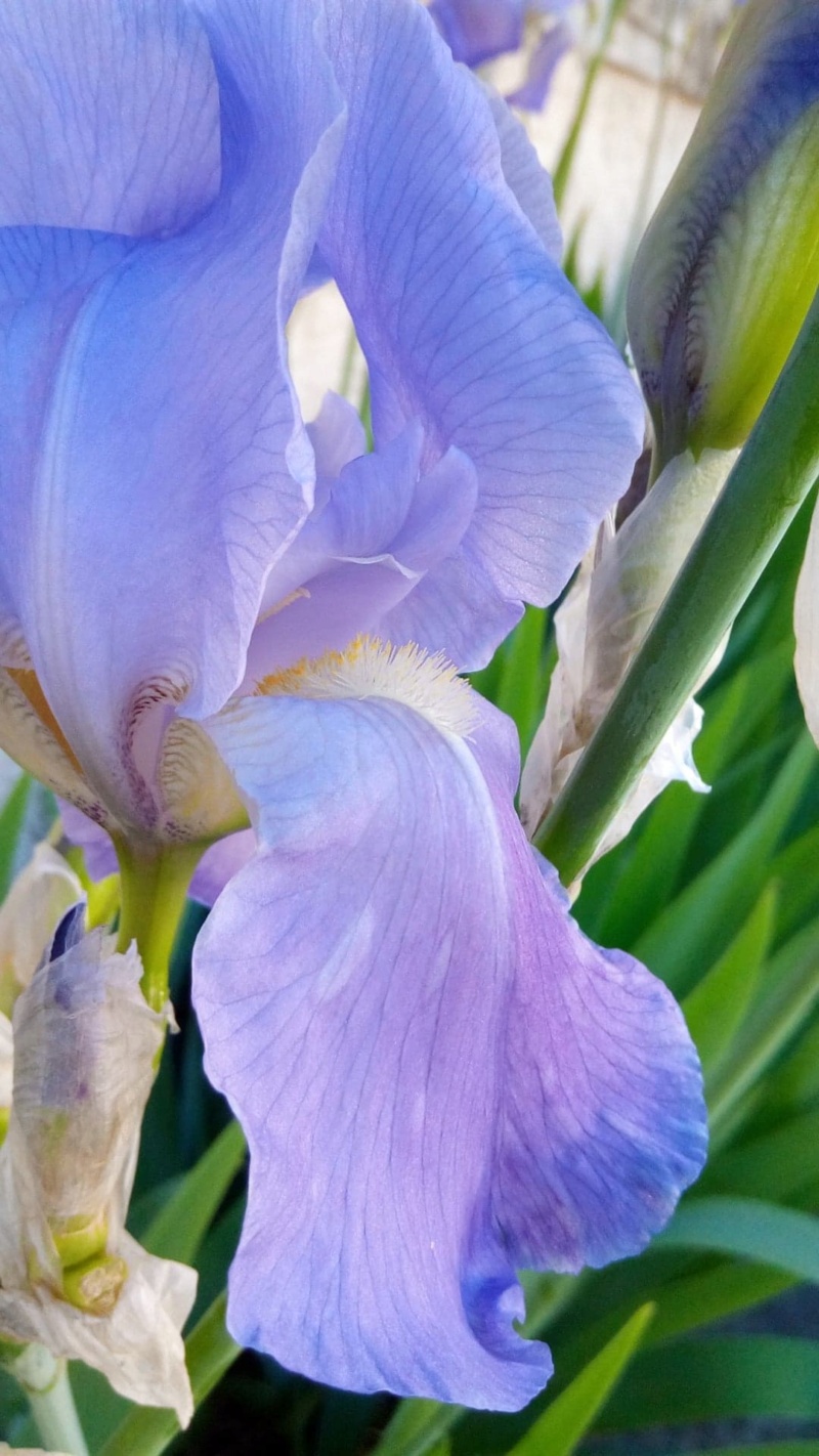 Iris mauve commun 611