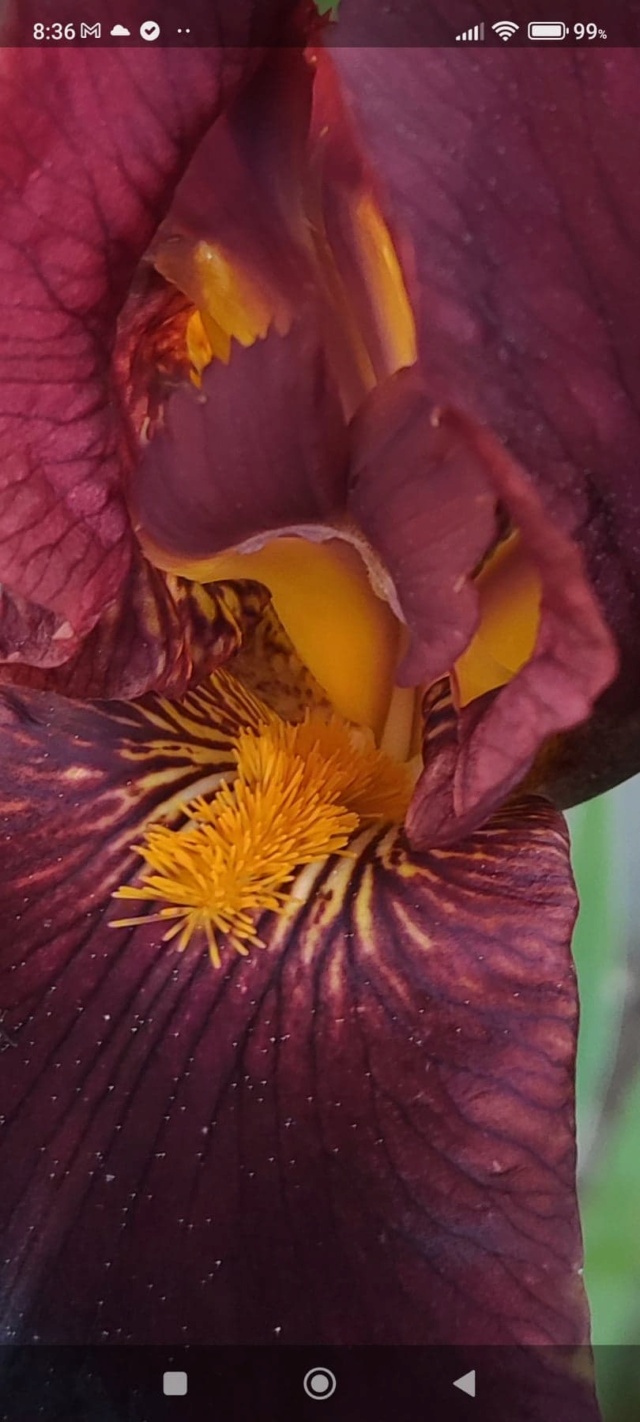 Iris 'Caliente' [identification ] de France 631