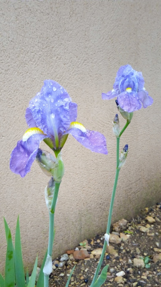 Iris pallida - groupe pallida - Page 2 632