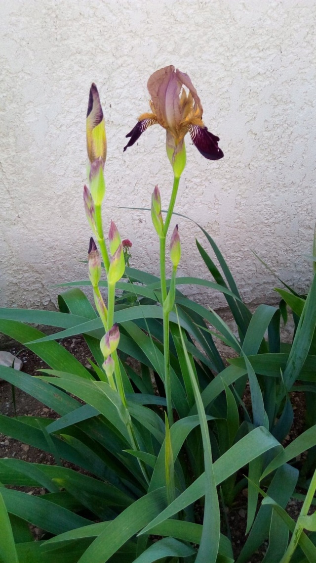 Iris couleur  bordeaux 635