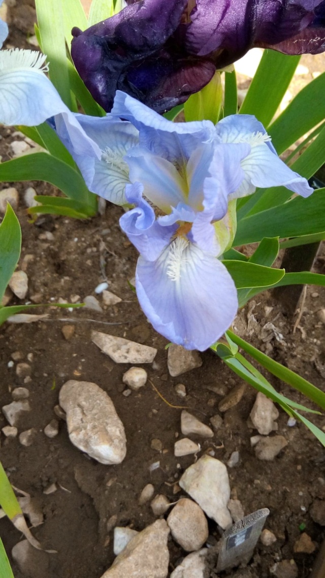 Petit iris bleu ciel 6_avri13