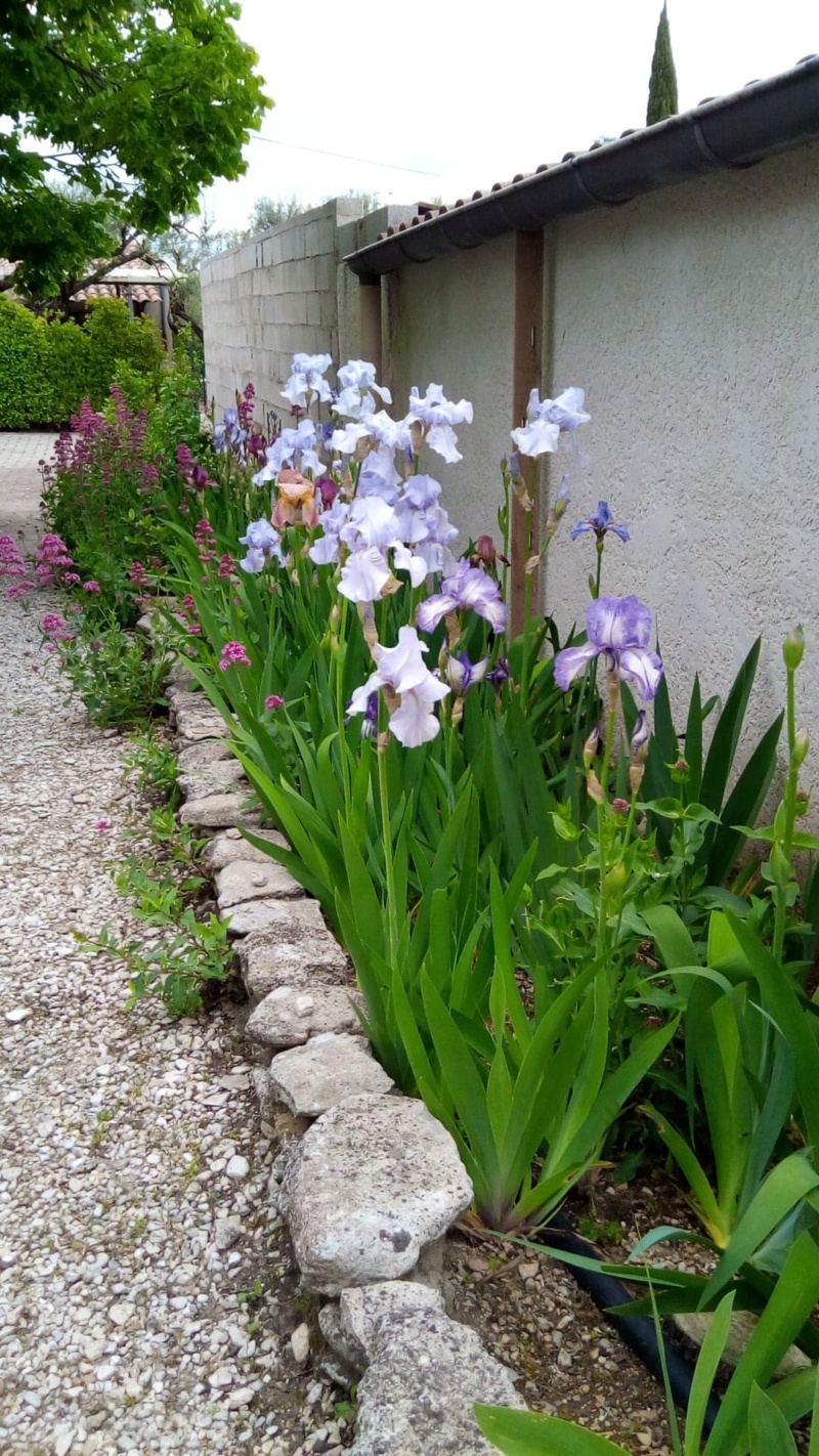 Iris en situation, dans les jardins 6_mai_13