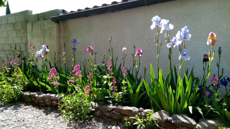 Iris en situation, dans les jardins 6_mai_14