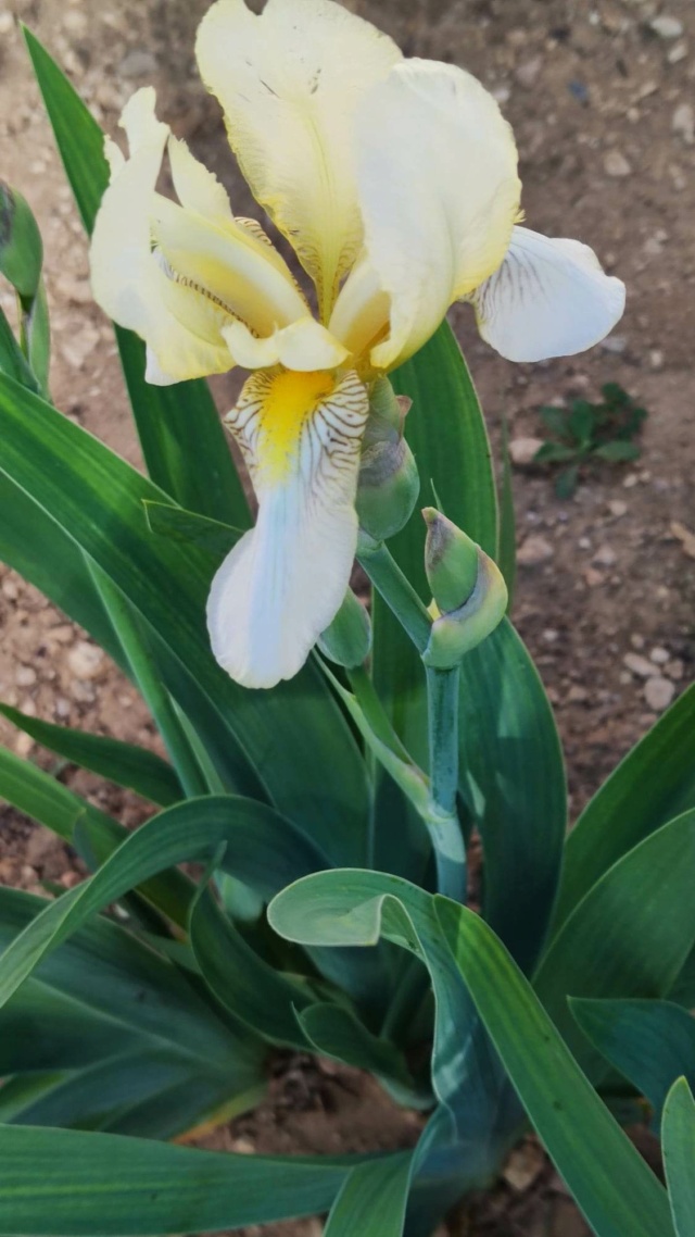 Iris jaune : flavescens ou pas ? 6_mai_19