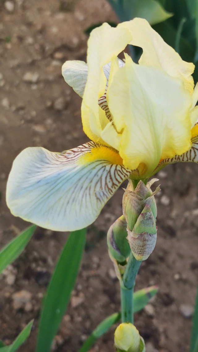 Iris jaune : flavescens ou pas ? 6_mai_20