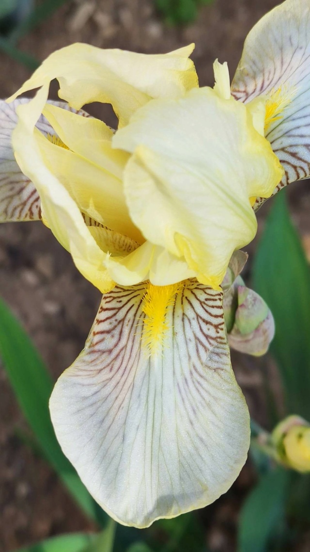 Iris jaune : flavescens ou pas ? 6_mai_21