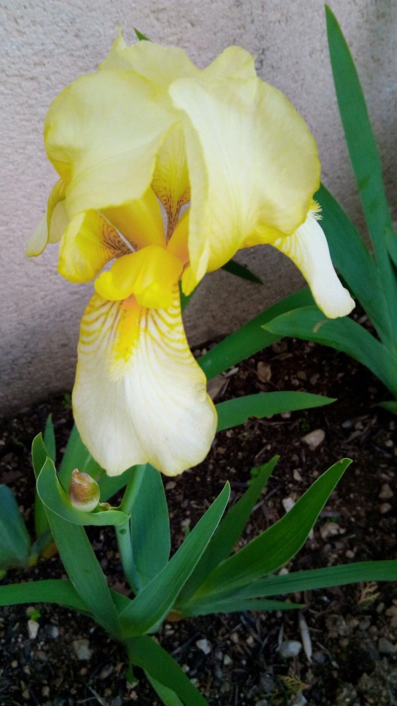 iris jaune cherche nom 712