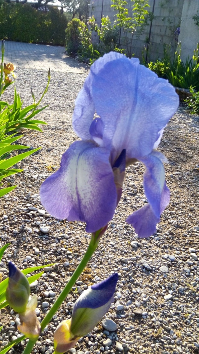 Iris 'Blue Shimmer' et 'Dotted Swiss' [Identification] France 716