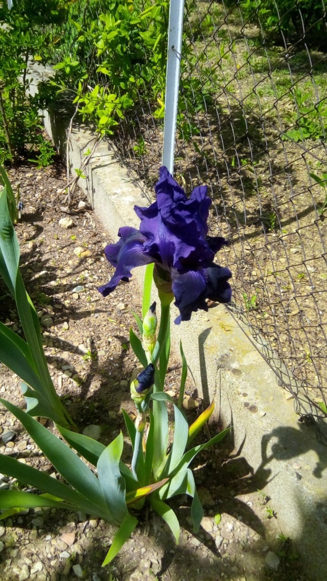 Iris 'Royal Heritage ' [identification ] foncé violet/bleu nuit 724