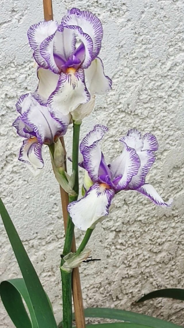 Iris plicata ( l'espèce ) [identification] Iris blanc veiné de mauve 7_mai_23
