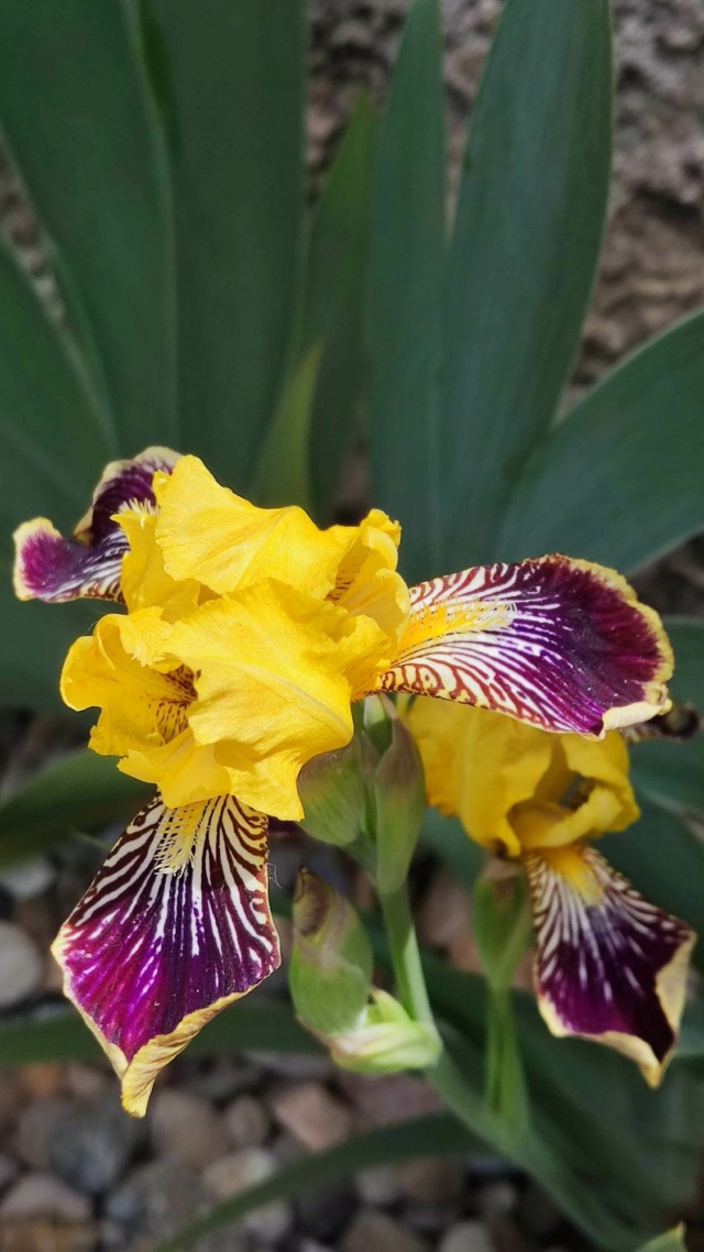 Iris différents des autres 7_mai_25