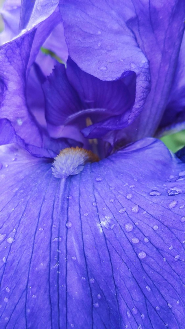  iris bleu profond forme éventail   7_mai_27