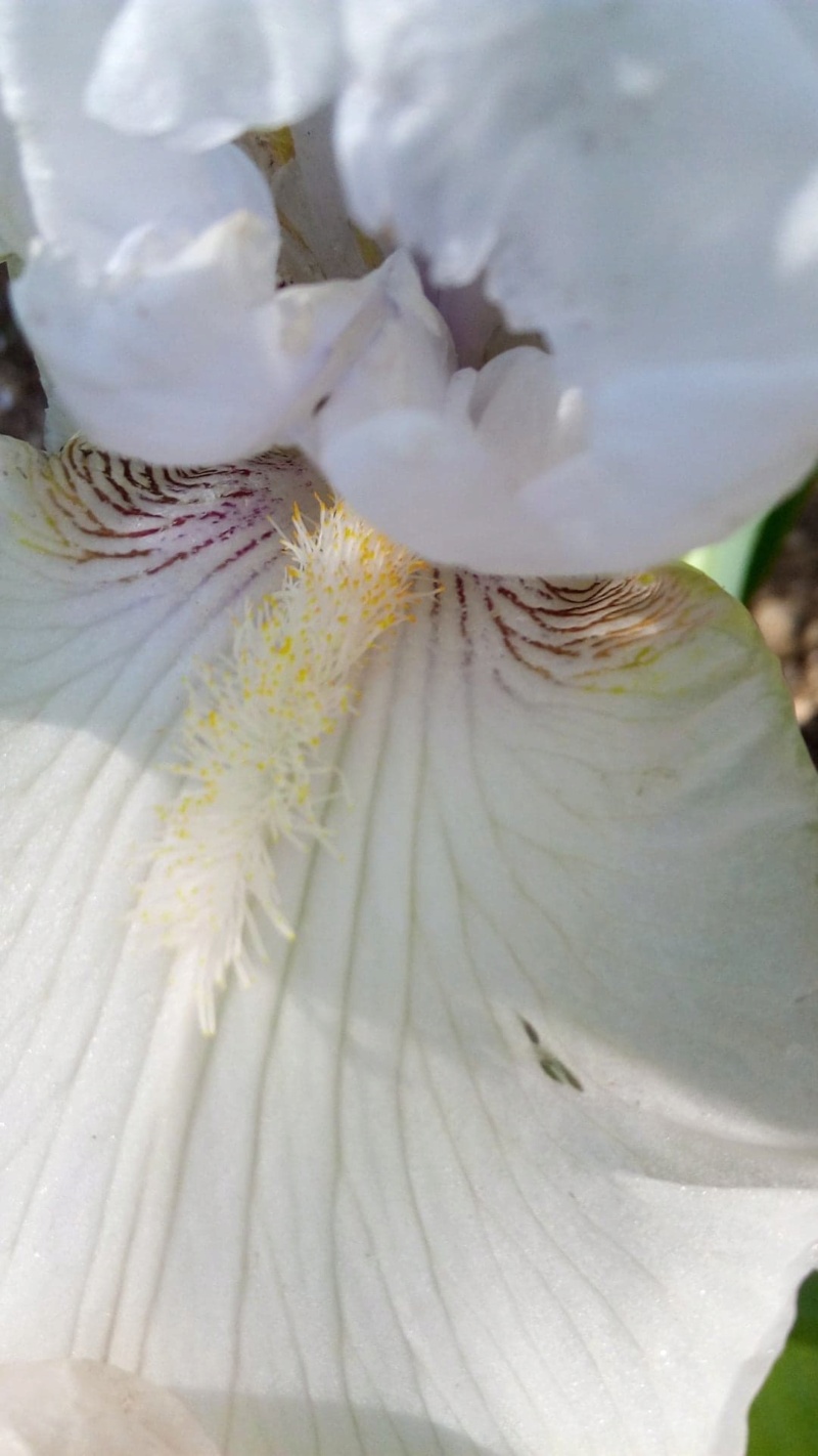 Grand iris blanc 810