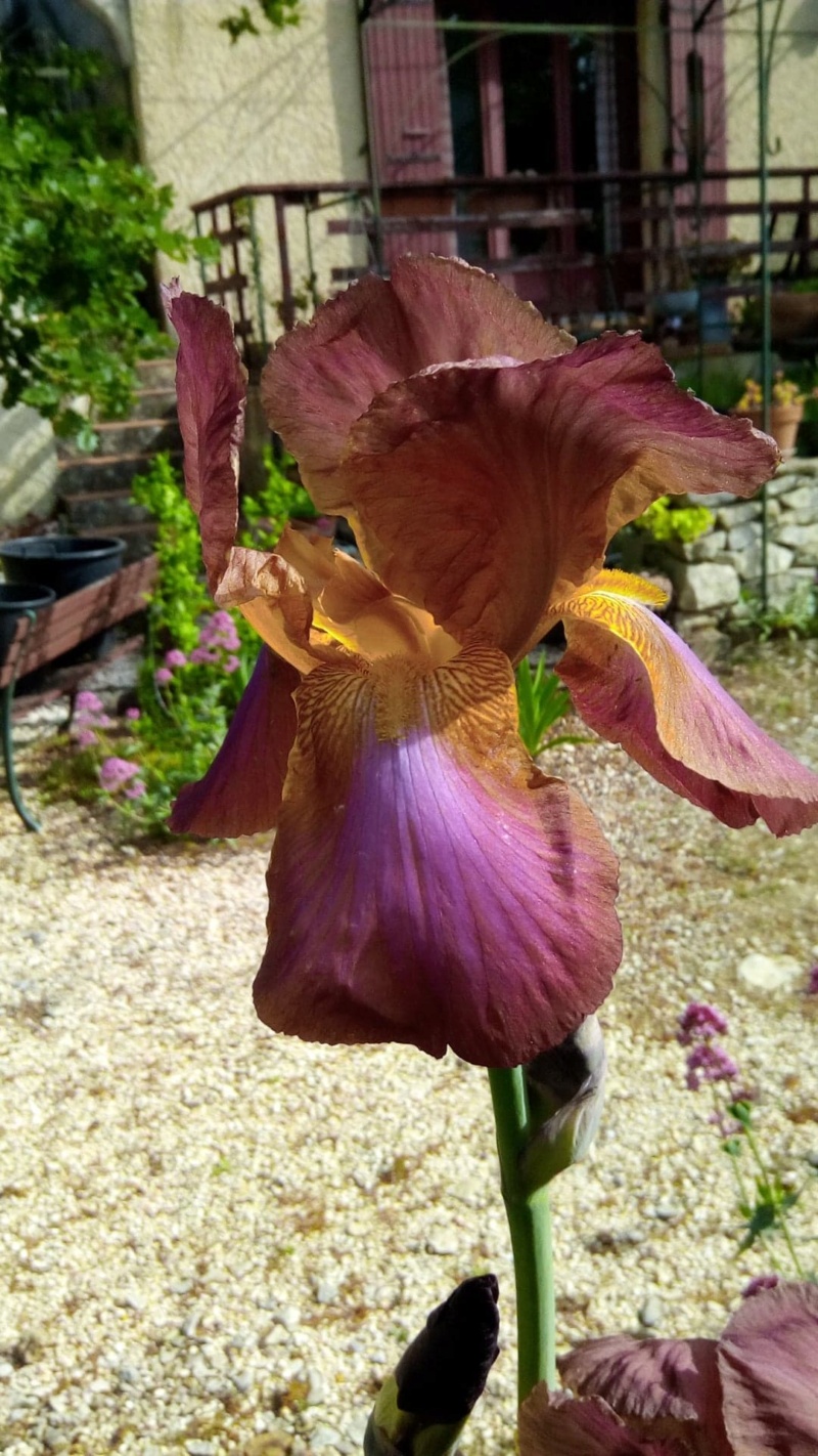 Autre iris rose plus foncé que Easter Bonnet 812