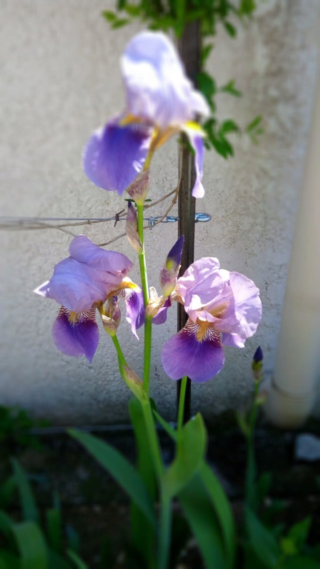 Iris 'Andromède '  [Identification] 819