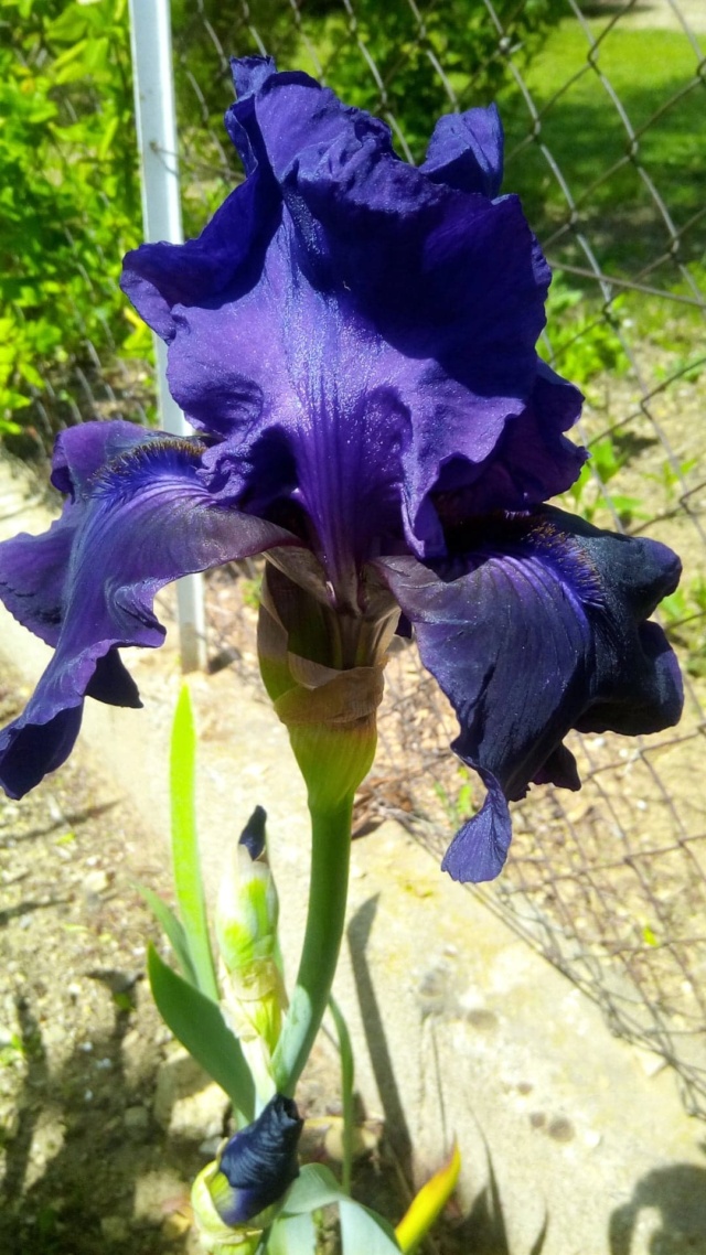 Iris 'Royal Heritage ' [identification ] foncé violet/bleu nuit 820