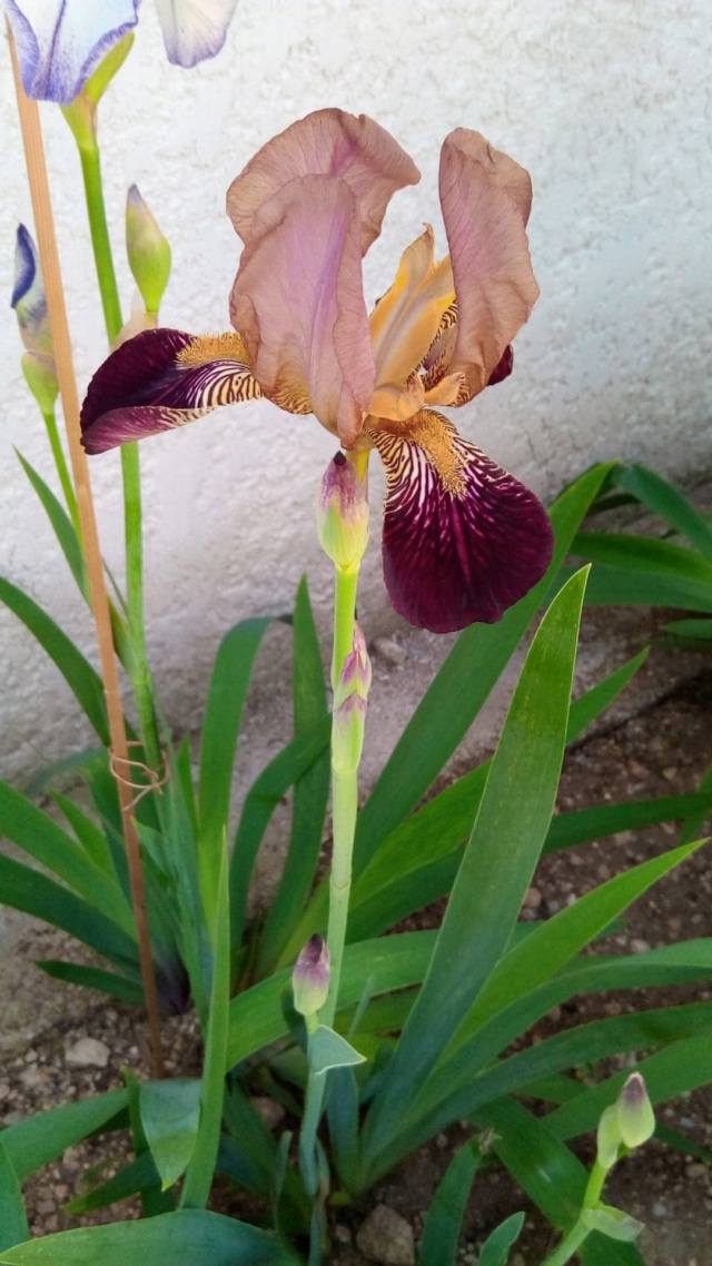 Iris couleur  bordeaux 829