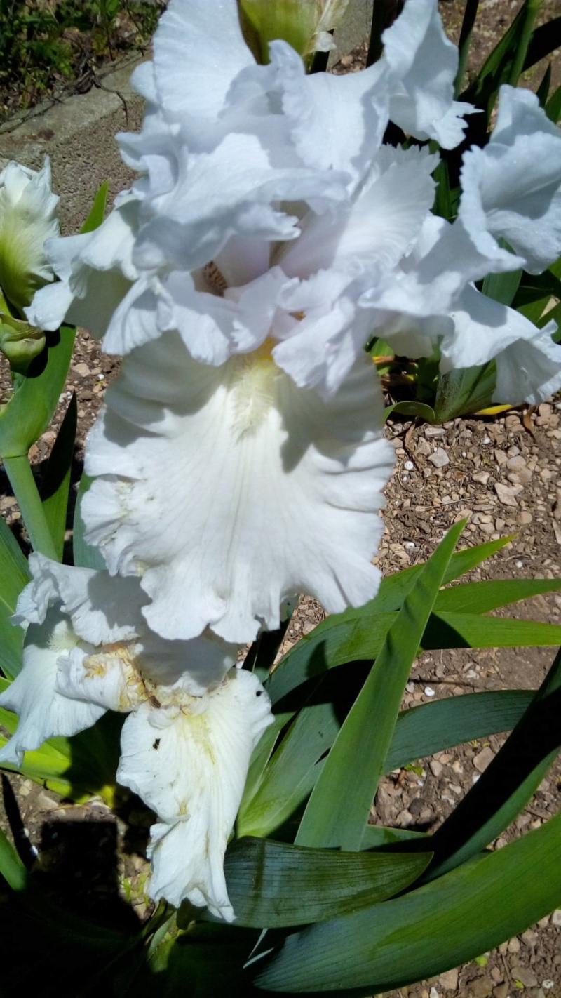 Iris 'Madeira Belle ' [identification ] 8_mai10