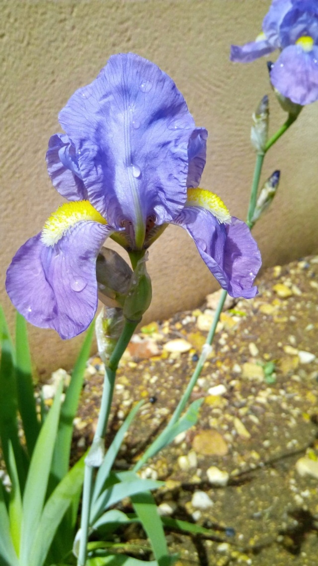 Iris pallida - groupe pallida - Page 2 Au_sol12