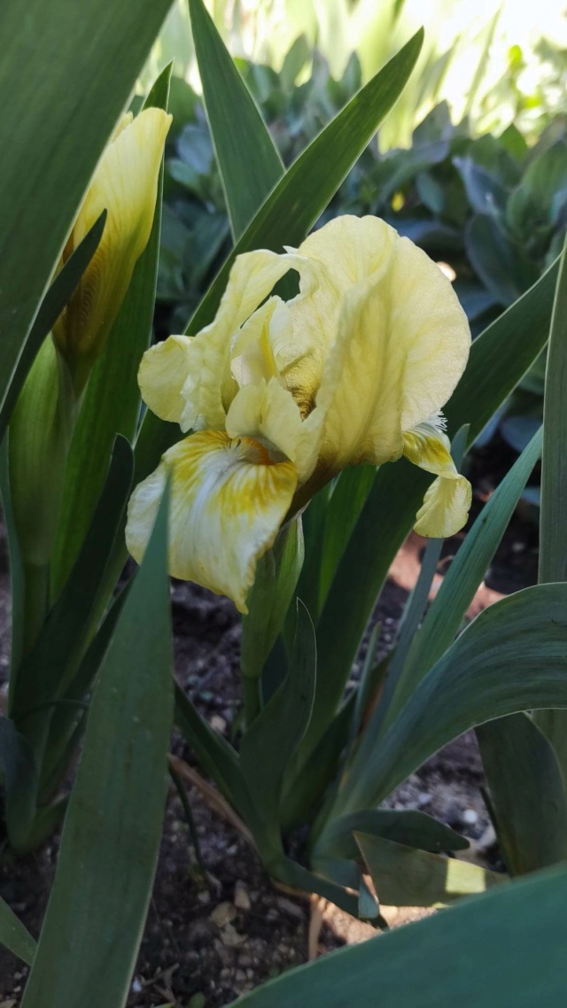 Petit iris jaune inconnu  B11