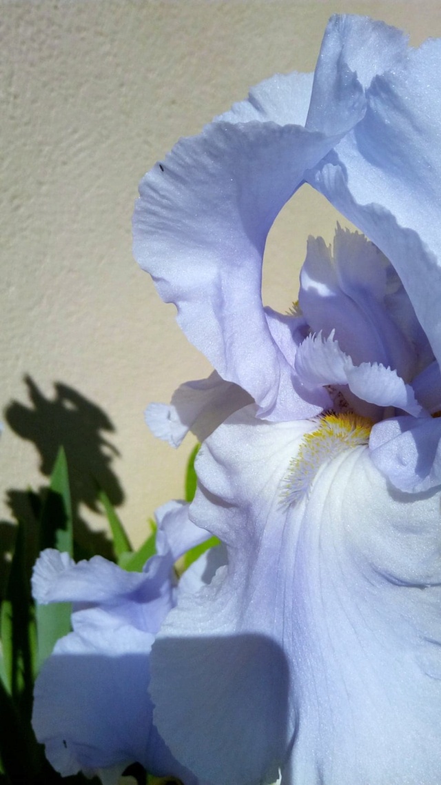 Iris 'Blue Sapphire' [identification] Barbe_17