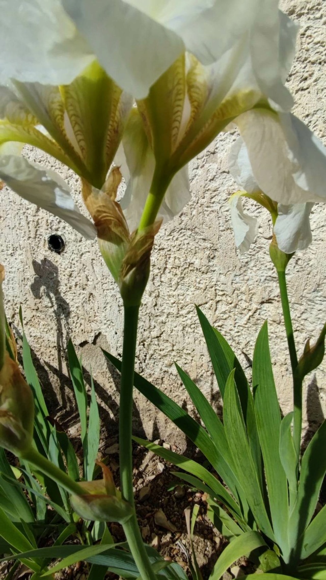 iris blanc allure bizarre Bouton19