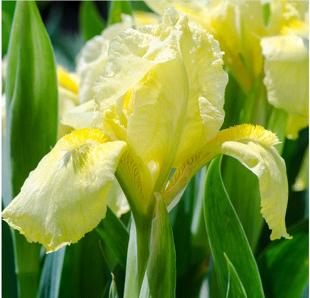 iris jaune cherche nom Captur11