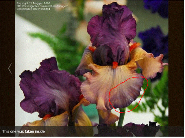 Grand iris  à franfreluches Captur15