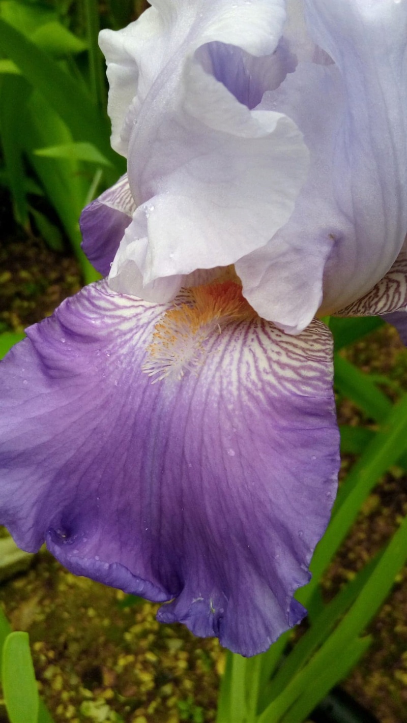 Iris 'Beatrice Cherbuy' [Identification] Iris parme et ondulé Coeur_12