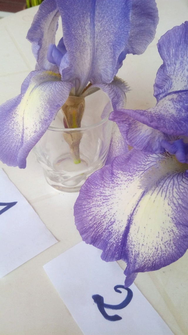 Iris 'Blue Shimmer' et 'Dotted Swiss' [Identification] France Compar10